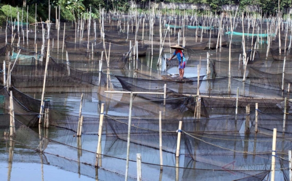 Budidaya Ikan Hias Air Tawar 0 Foto Okezone Economy