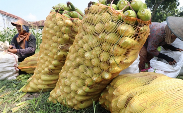  Melimpahnya Pasokan Pasaran Jagung Manis, Petani Jagung Manis Merugi 