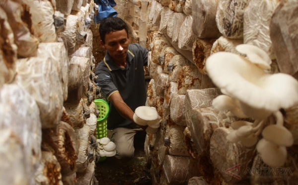 Waduh, Petani Jamur Tiram di Ngawi Kewalahan Penuhi Permintaan Pasar