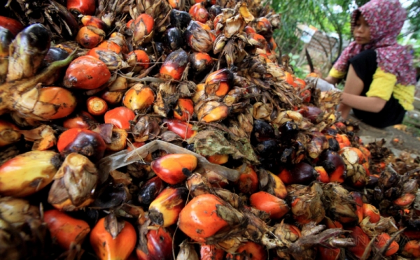 Intip Aktivitas Pekerja Merontokkan Buah Kelapa Sawit dari Tandannya