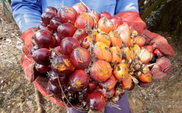 Melihat Aktivitas Pekerja pada Perkebunan Kelapa Sawit di Liberia