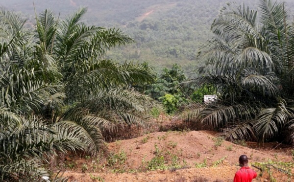 Melihat Aktivitas Pekerja pada Perkebunan Kelapa Sawit di Liberia