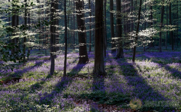 Bak Karpet, Bunga Bluebell Liar yang Mekar di Tengah Hutan Belgia