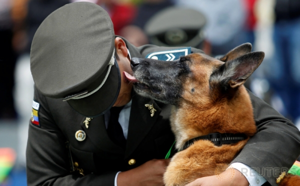 Upacara Pensiun Anjing-Anjing Polisi di Quito Ekuador