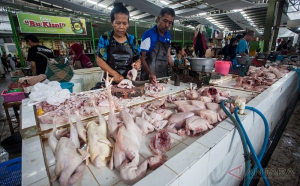 Di Pasar Pa Baeng-Baeng Makassar, Harga Ayam Potong Naik Rp15 Ribu/Ekor