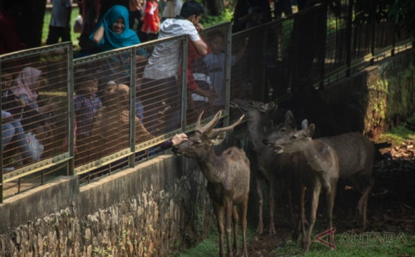 Lebaran Kedua Kebun Binatang Ragunan Diserbu Pengunjung 