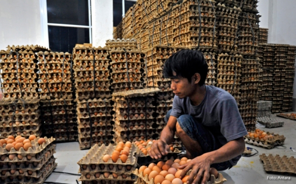  Workers' selective sorting eggs in materials warehouse of Tau Banten market's main cooker 