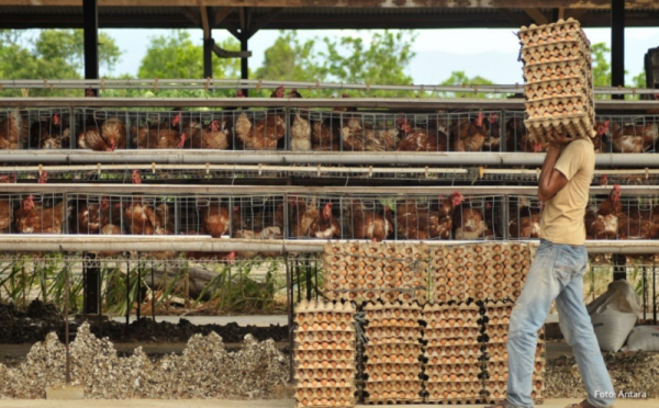 Pasokan Berkurang, Harga Telur Ayam di Aceh Naik Sepekan Terakhir