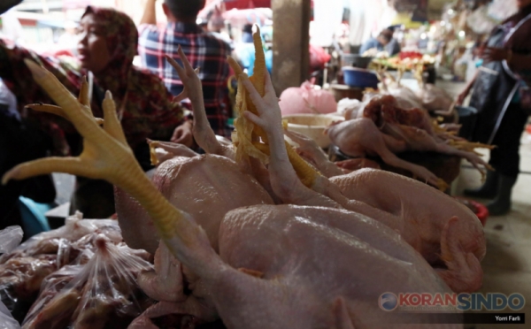 Jelang Akhir Tahun, Harga Ayam Potong Masih Stabil