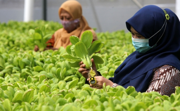 Peringati Hari Guru Nasional, Para Guru Panen Sawi Pakcoy